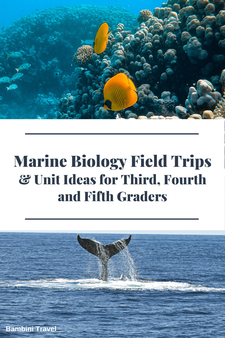 Diving into Discovery: Marine Biology Field Trips and Research Projects Propel Students’ Understanding and Skills